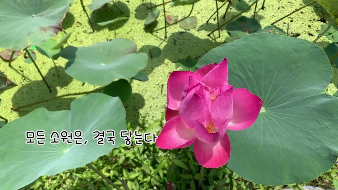 모든 소원은 닿아 #지혜의길 #부처님말씀 #명상#위로 #불안극복 #마음챙김 #명상음악 #힐링영상 #불교음악