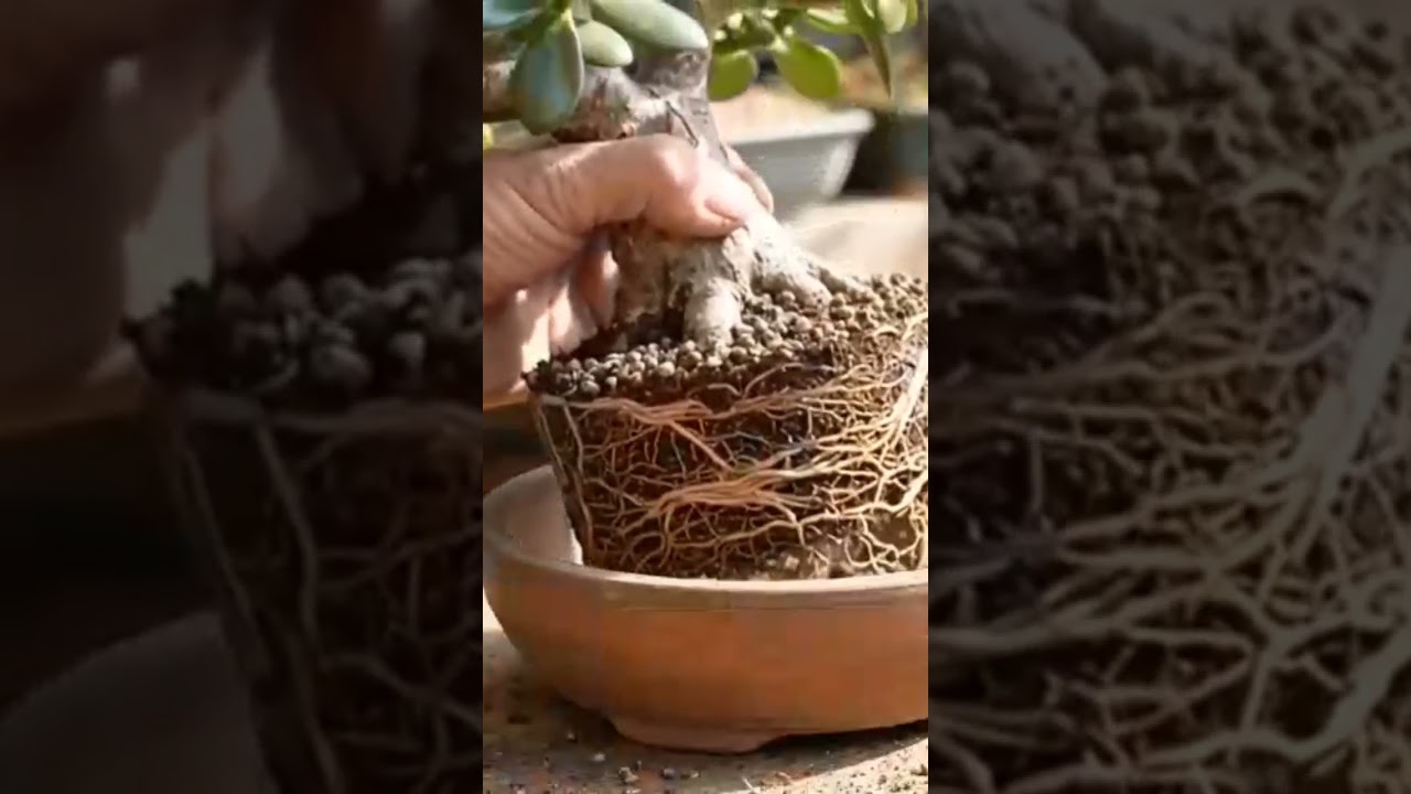 repotting jade bonsai