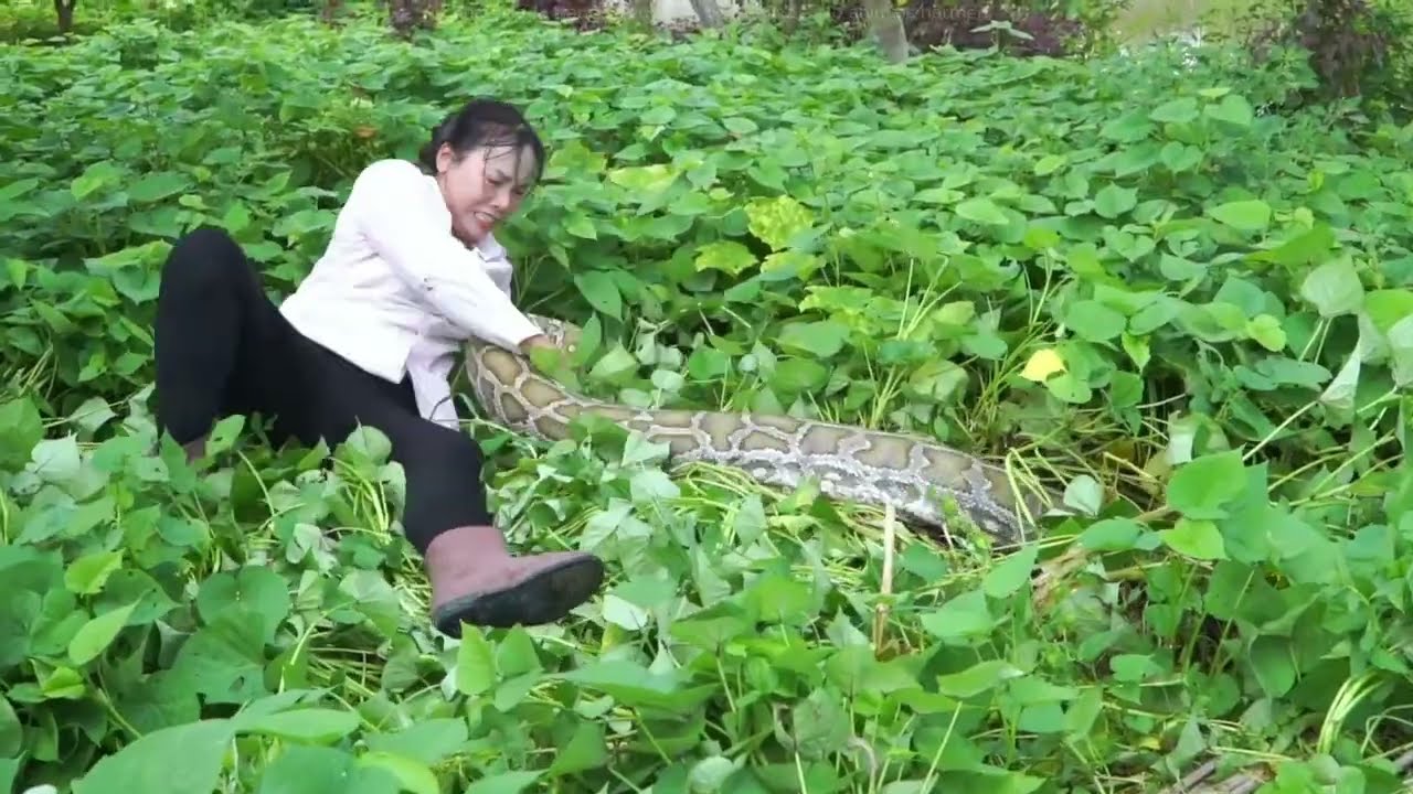72 Hours of Crisis - Girl Fights to Defend Her Duck Farm Against Giant Python Invasion