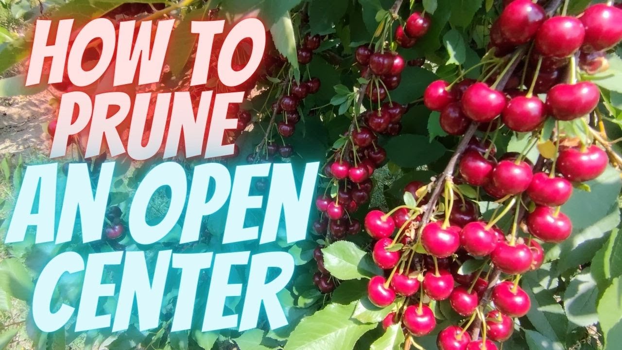 How to prune fruit tree an open center / vase shape from 1-5 years