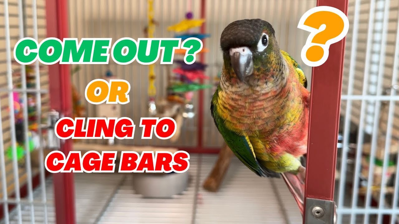 Teaching Conure to Come Out of the Cage - Training Guide with a Yellow-Sided Green Cheek