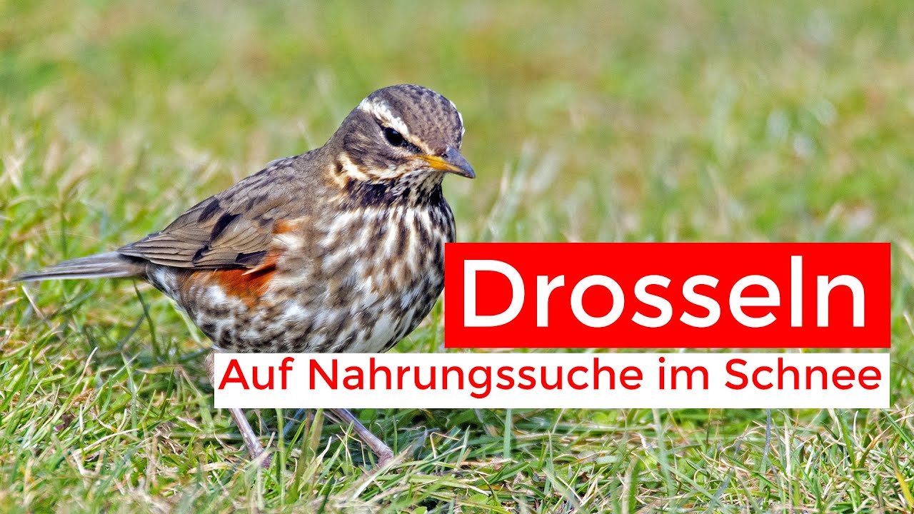 Wacholderdrosseln, Rotdrosseln und Amseln im Schnee