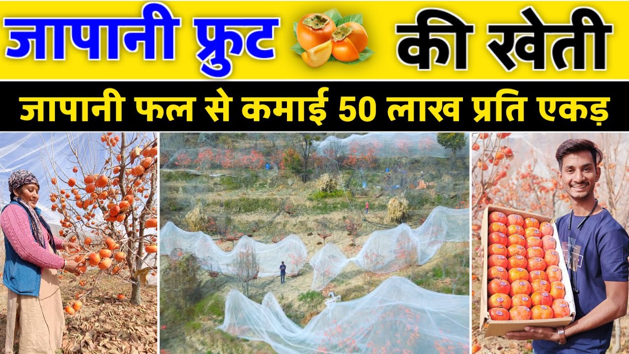जापानी फल की खेती से 50 लाख || Persimmon fruit ki kheti || Persimmon fruit farming in India