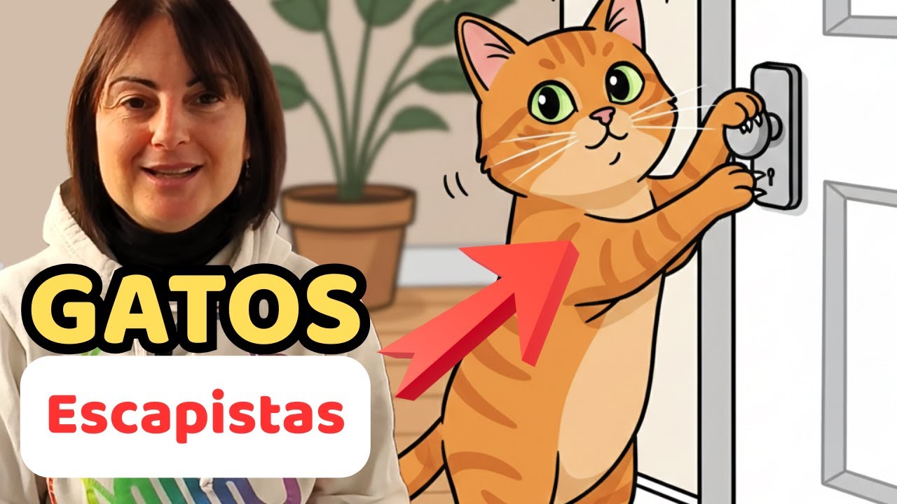 Mi gato castrado sigue queriendo salir a la calle: ¿CÓMO EVITARLO SIN QUE SUFRA?