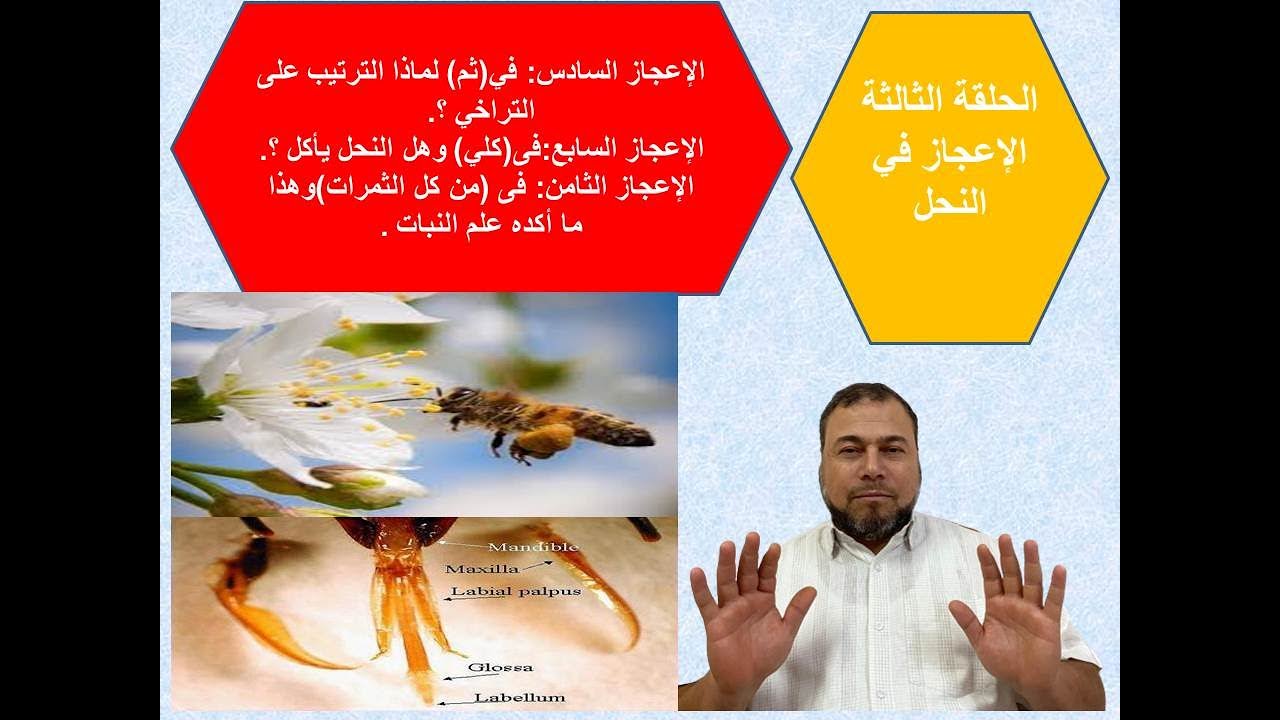 الإعجاز العلمي|ثلاثة إعجازات فى (ثم كلي من كل الثمرات )|سَبْقُ القرآن الكريم|Miracles in Quran.