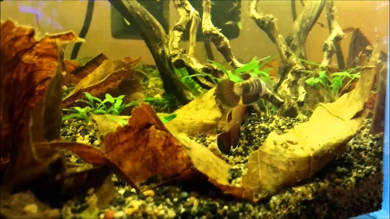 Wild Betta Channoides breeding