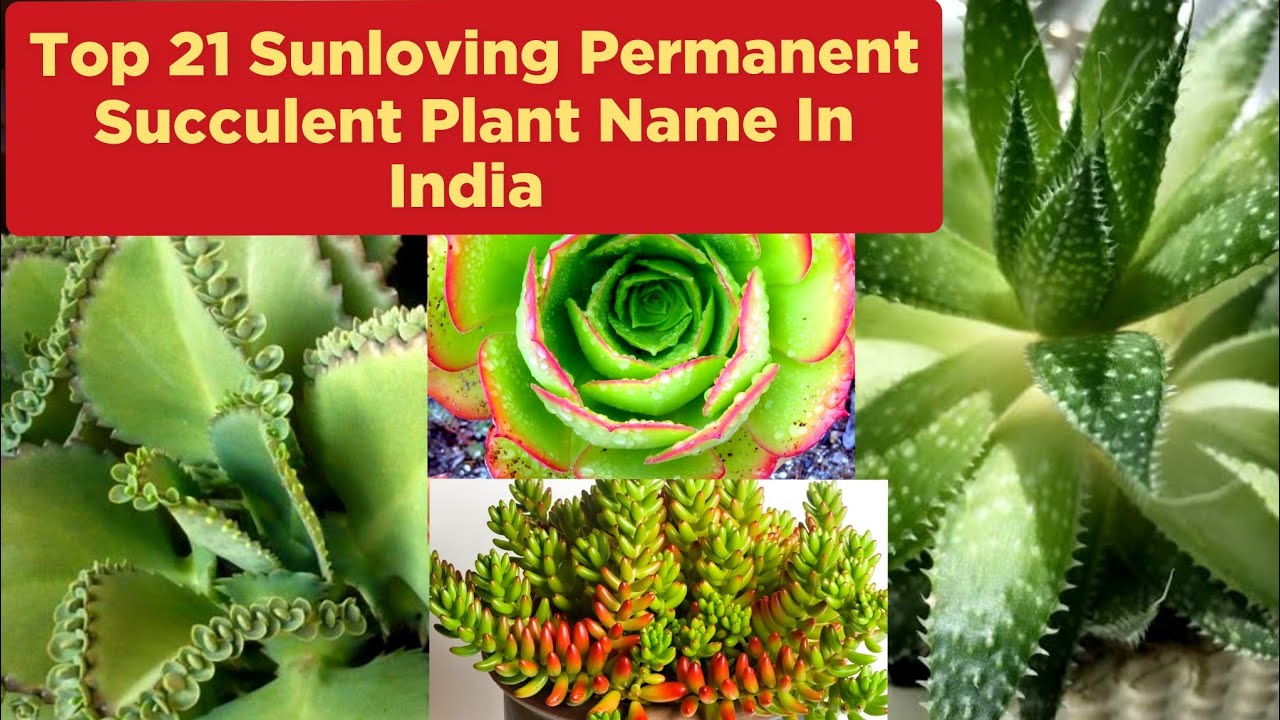 12 महीने चलने वाले Top 21 Sun Loving Permanent Succulent Plant In India / Permanent Succulent Plant