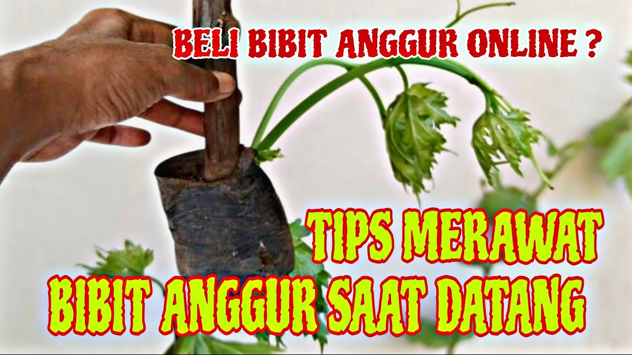 PEMULA WAJIB TAHU !! Cara Merawat Bibit Anggur Pembelian Online