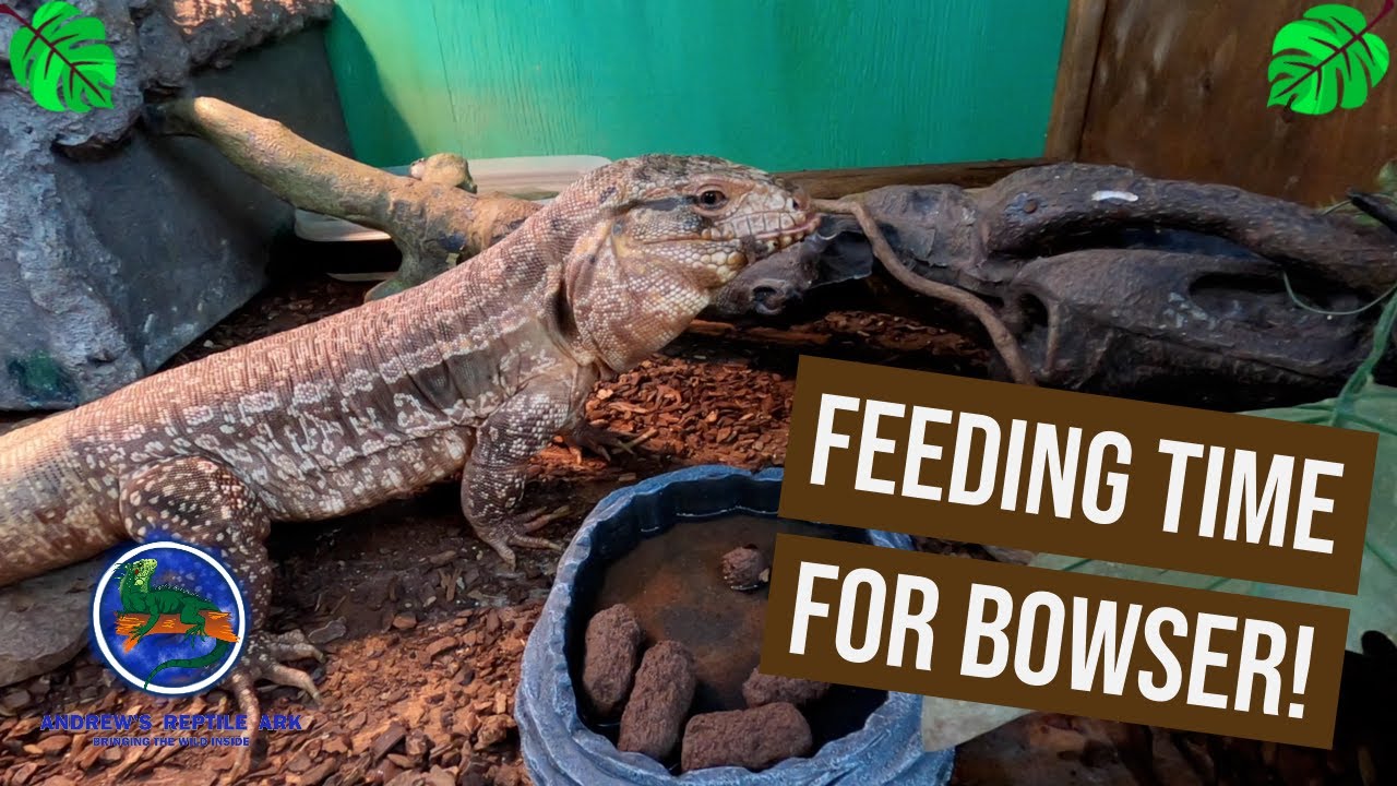 Feeding a Tegu Mazuri Croc Diet!