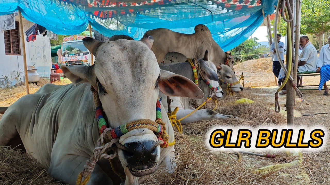 ఆకుల గణపవరం సబ్ జూనియర్స్ 2జతలుతో వచ్చారు GLR BULLS పెద్ద గొట్టిపాడు గ్రామం గుంటూరు జిల్లా..