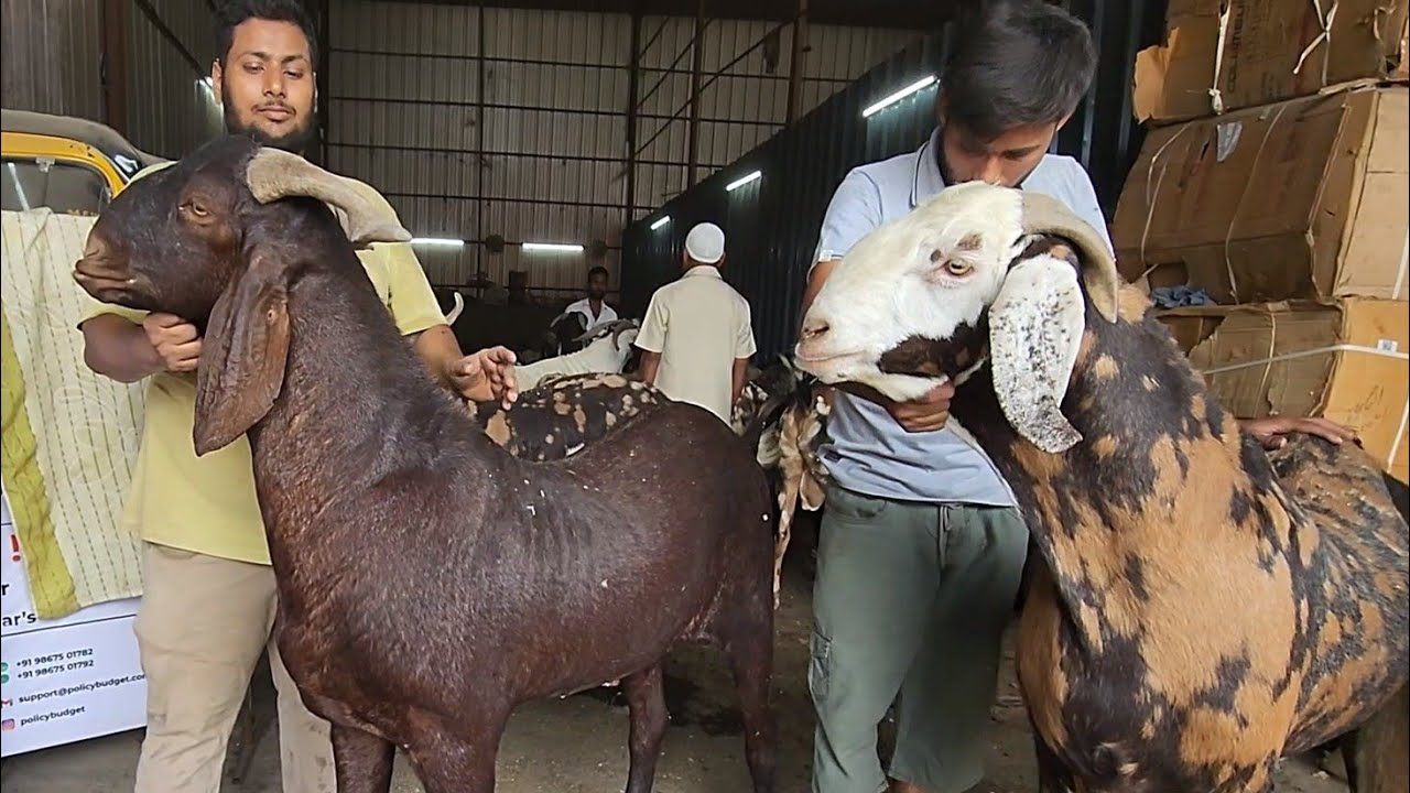 All 100 Kg Plus Goats At Hindustan Goat Farm Mumbra | Tiger Kota Sirohi Ajmera.