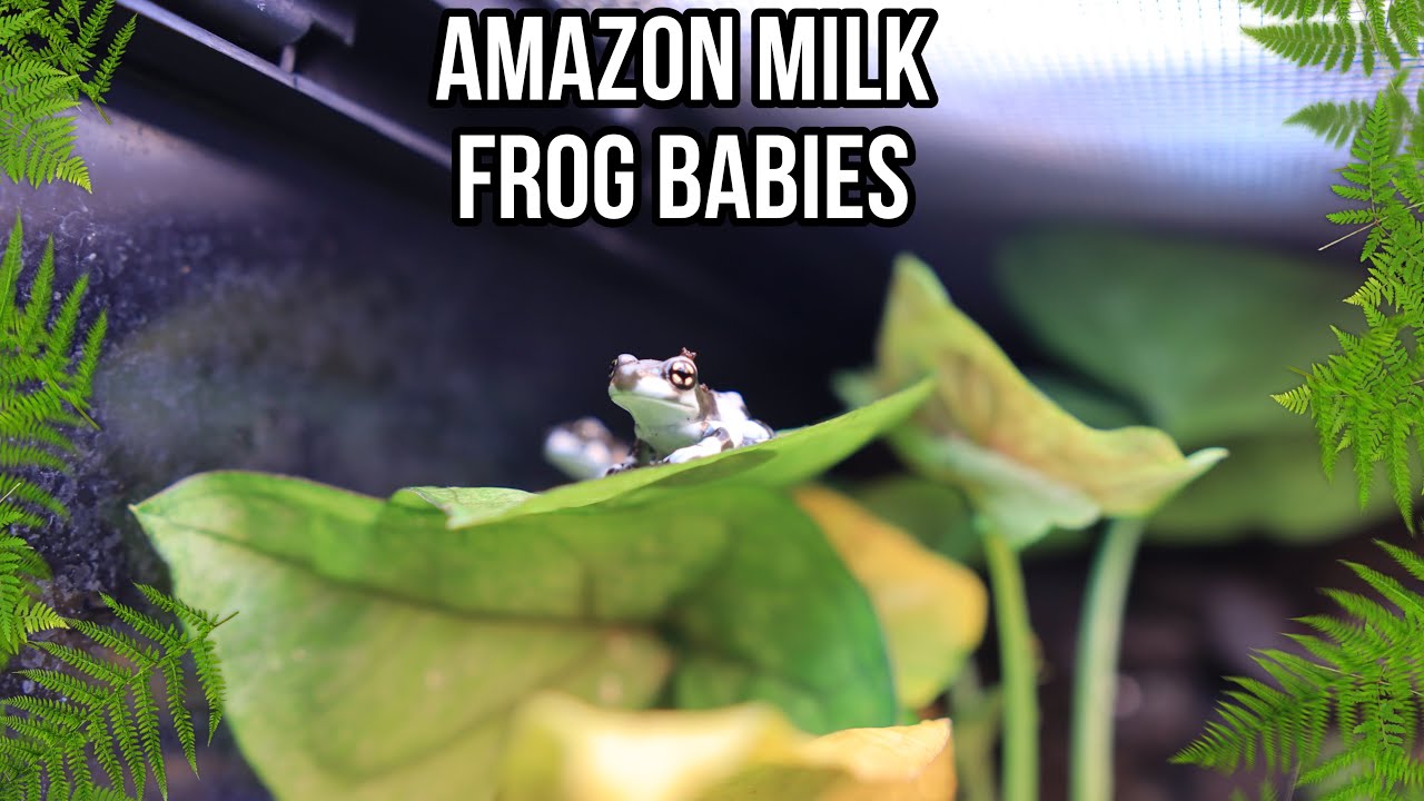NEW AMAZON MILK FROGS!! (Best pet frog)