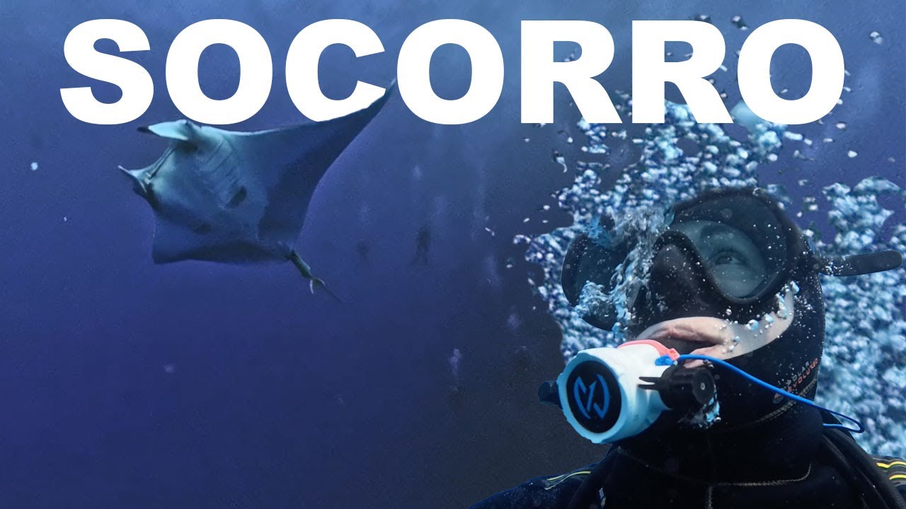 A week of shark and manta ray diving around the Revillagigedo Islands