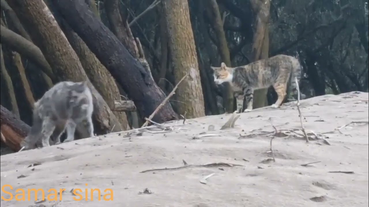 #قطط_صغيرة