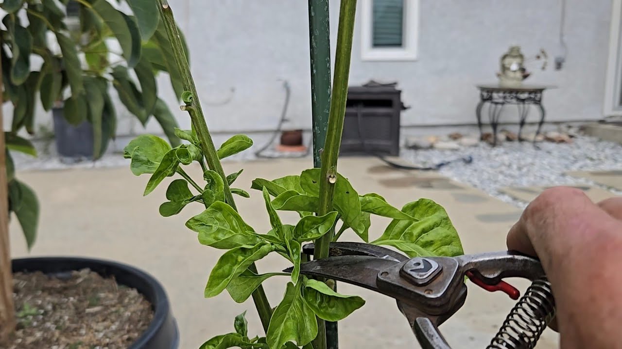 How to prune Chili peppers before Spring time.