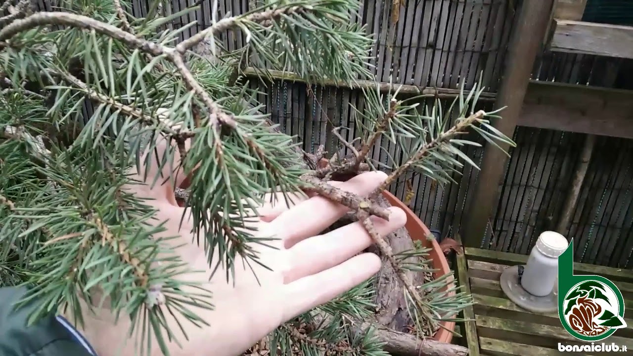 Potatura per un pino silvestre bonsai