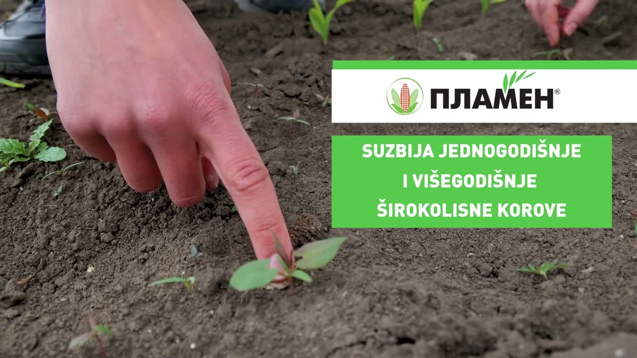 Zastita i PRIHRANA kukuruza posle NICANJA - U nasem ataru 1043