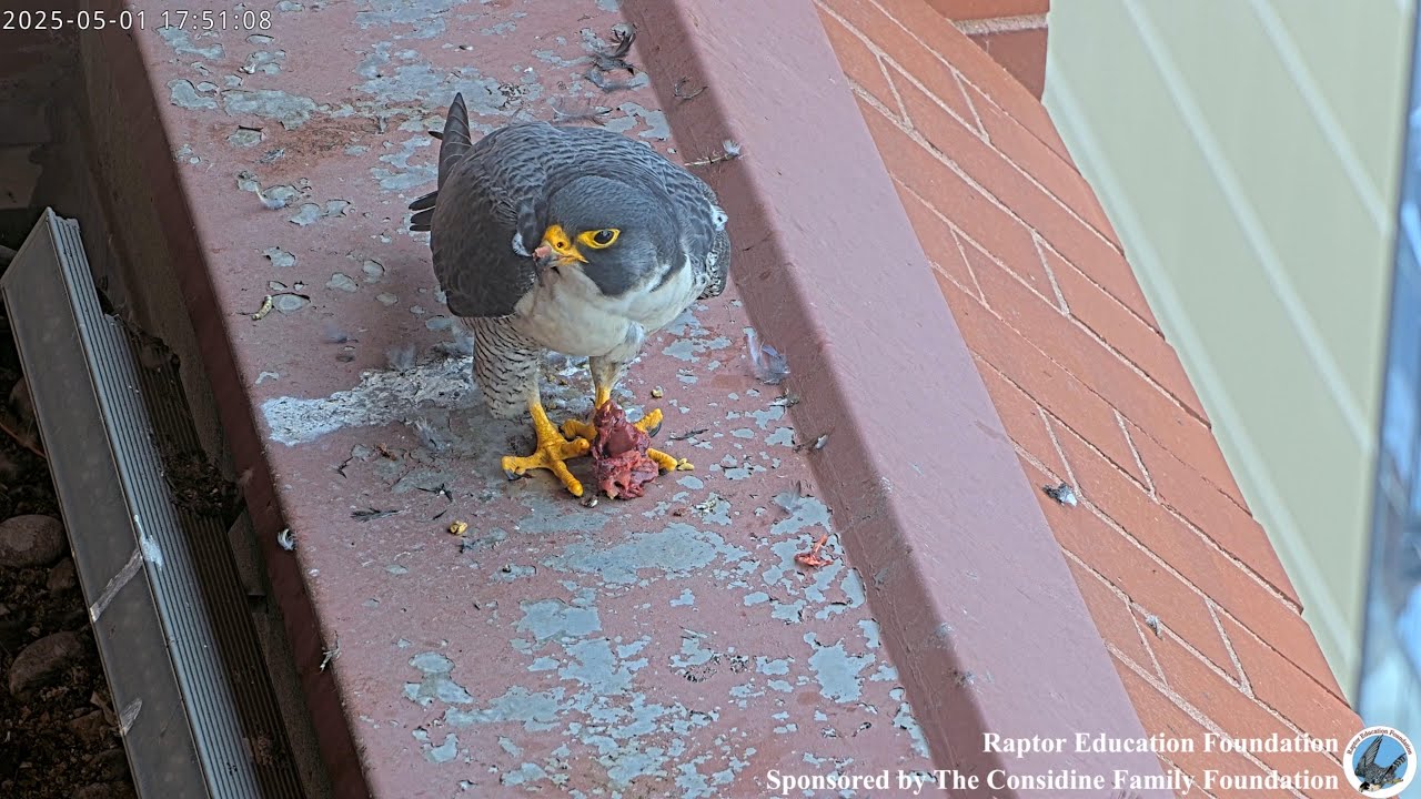 Denver's Peregrine Penthouse: Episode 4