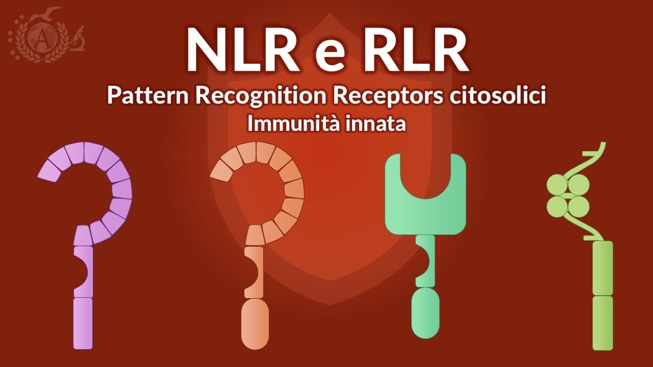 Immunità innata - Pattern Recognition Receptors (PRRs) citosolici - IMMUNOLOGIA
