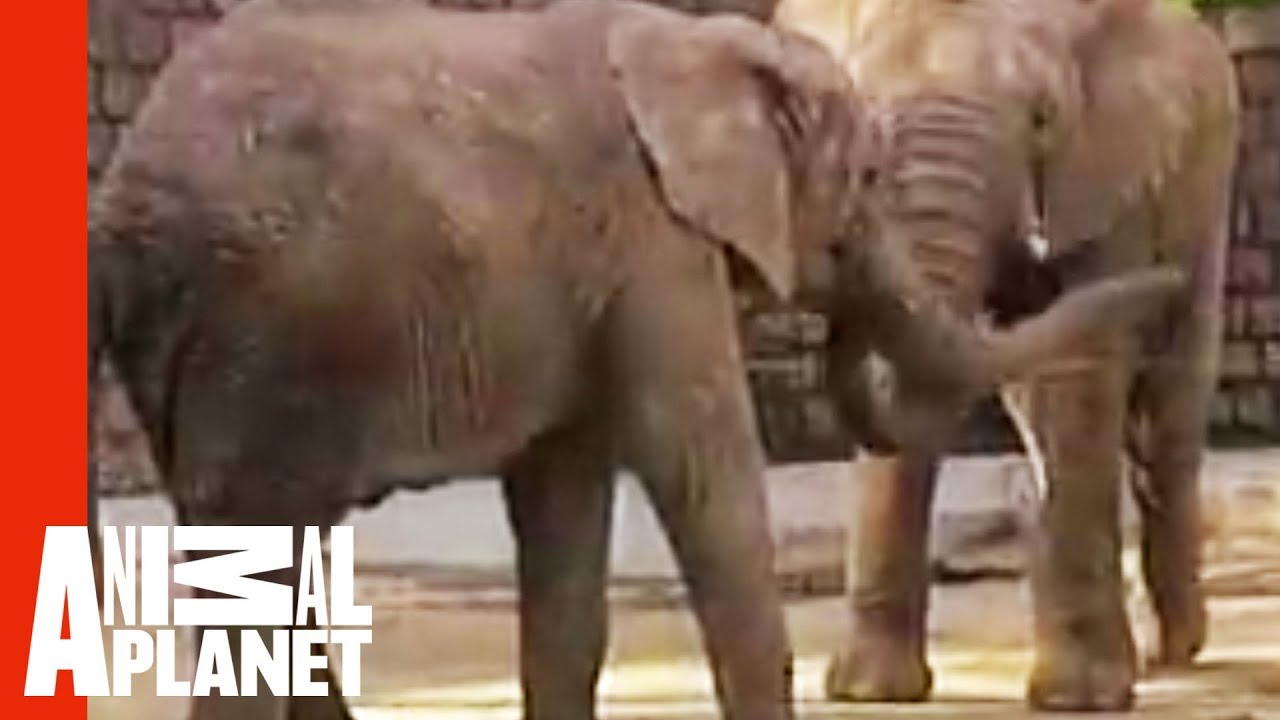Electrified Elephant | Untamed Uncut