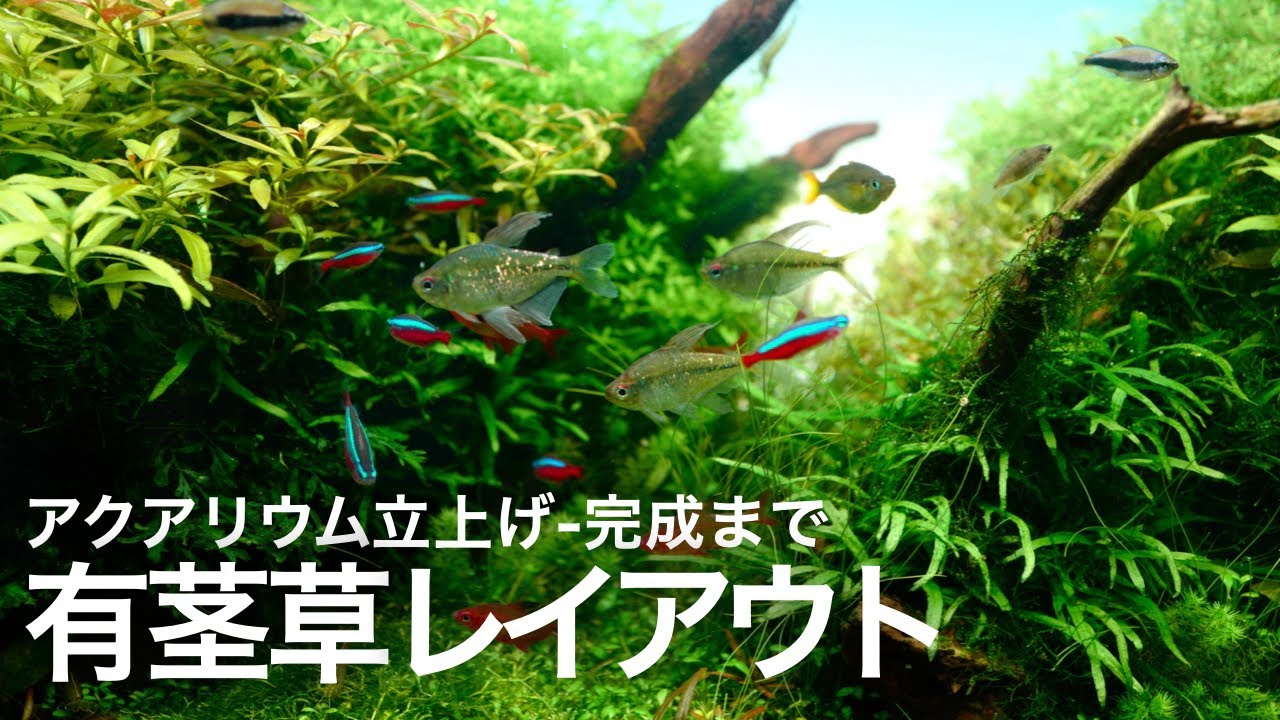 【立上げ~完成】定番凹型構図の有茎草レイアウト　#aquarium #アクアリウム #ada