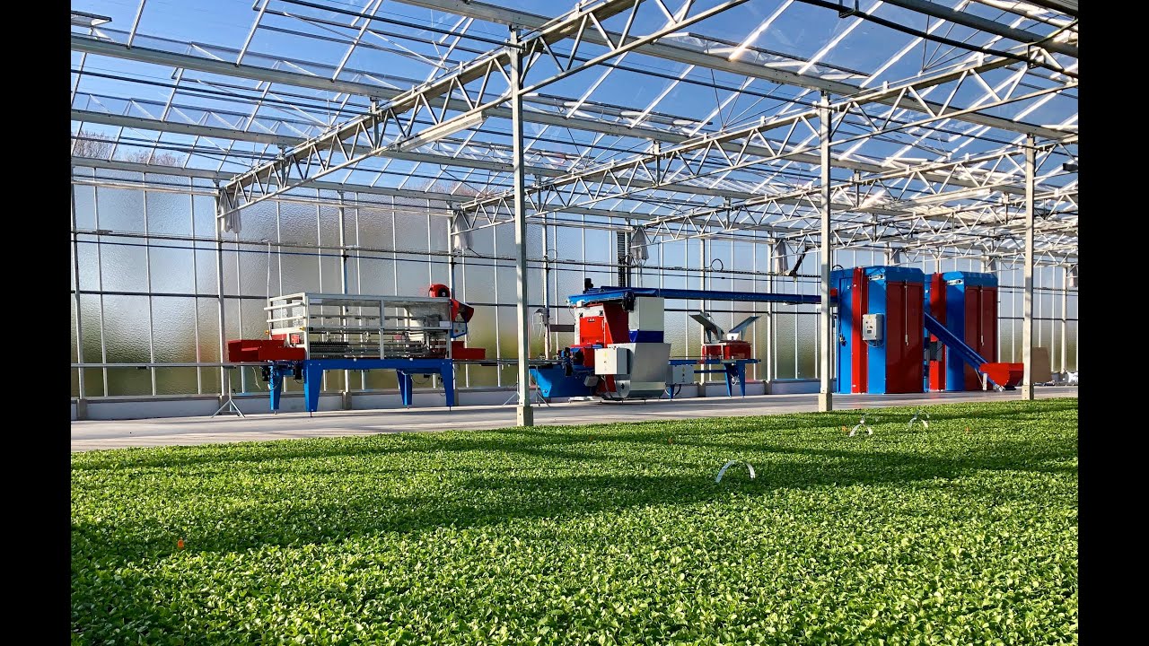 Full Nursery Automation - Transplanting line, Trailer Loader, Boom Irrigation -Urbinati - Rotomation