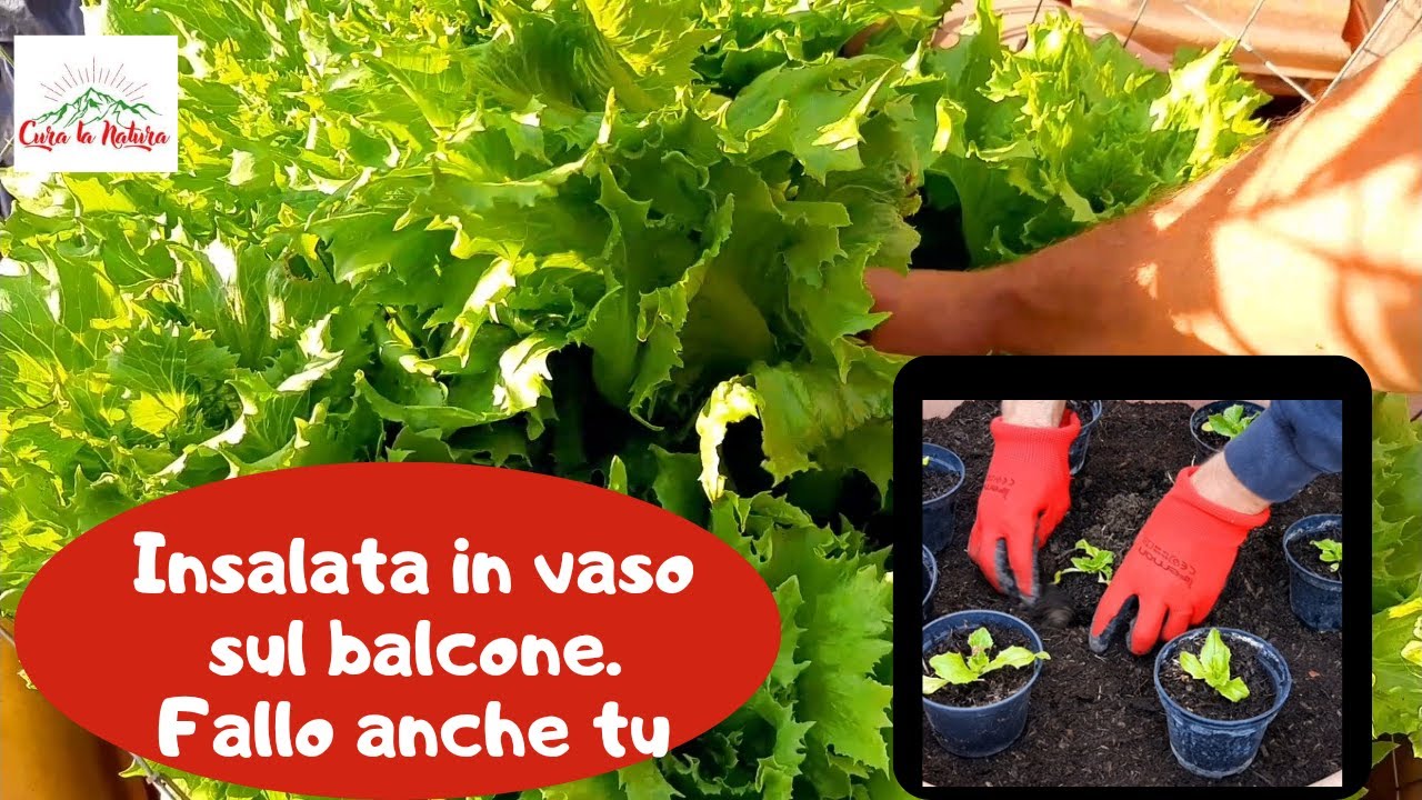 Insalata in Vaso. Come coltivare la lattuga sul balcone passo passo