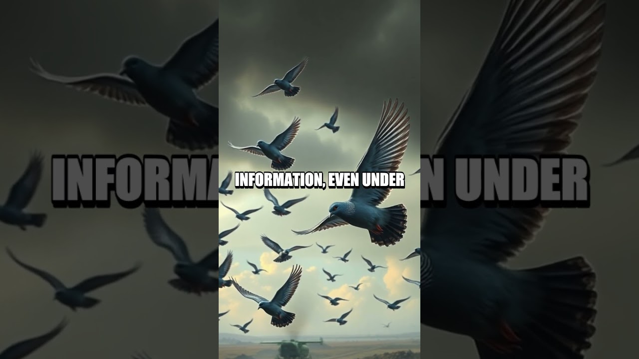 The Surprising Role of Carrier Pigeons in Wartime Communication