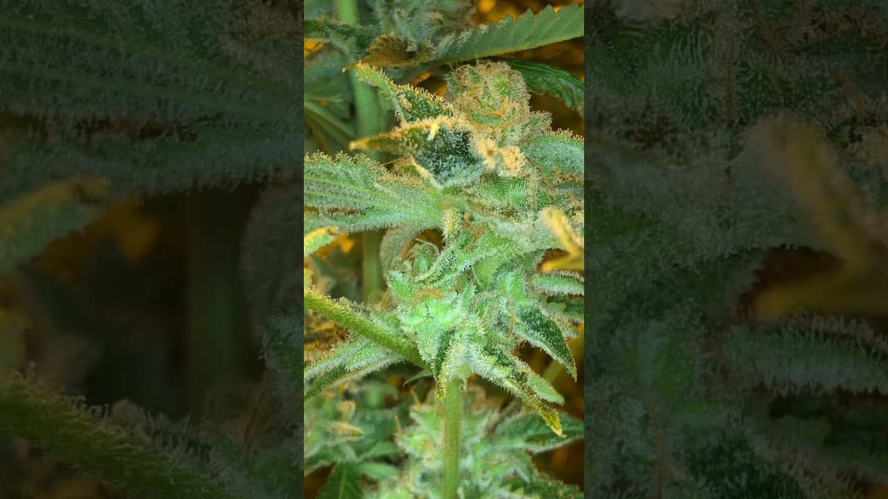 CopyCat Genetics  - Top Shelf Only