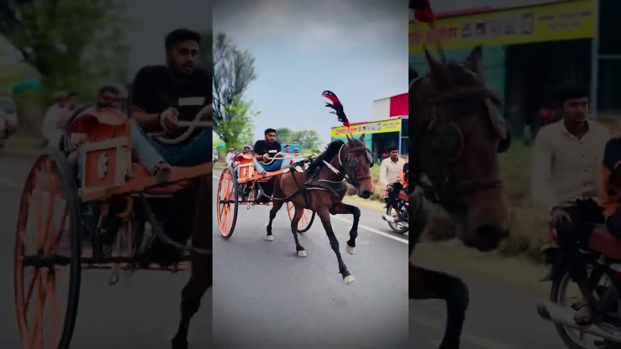 👑🐴