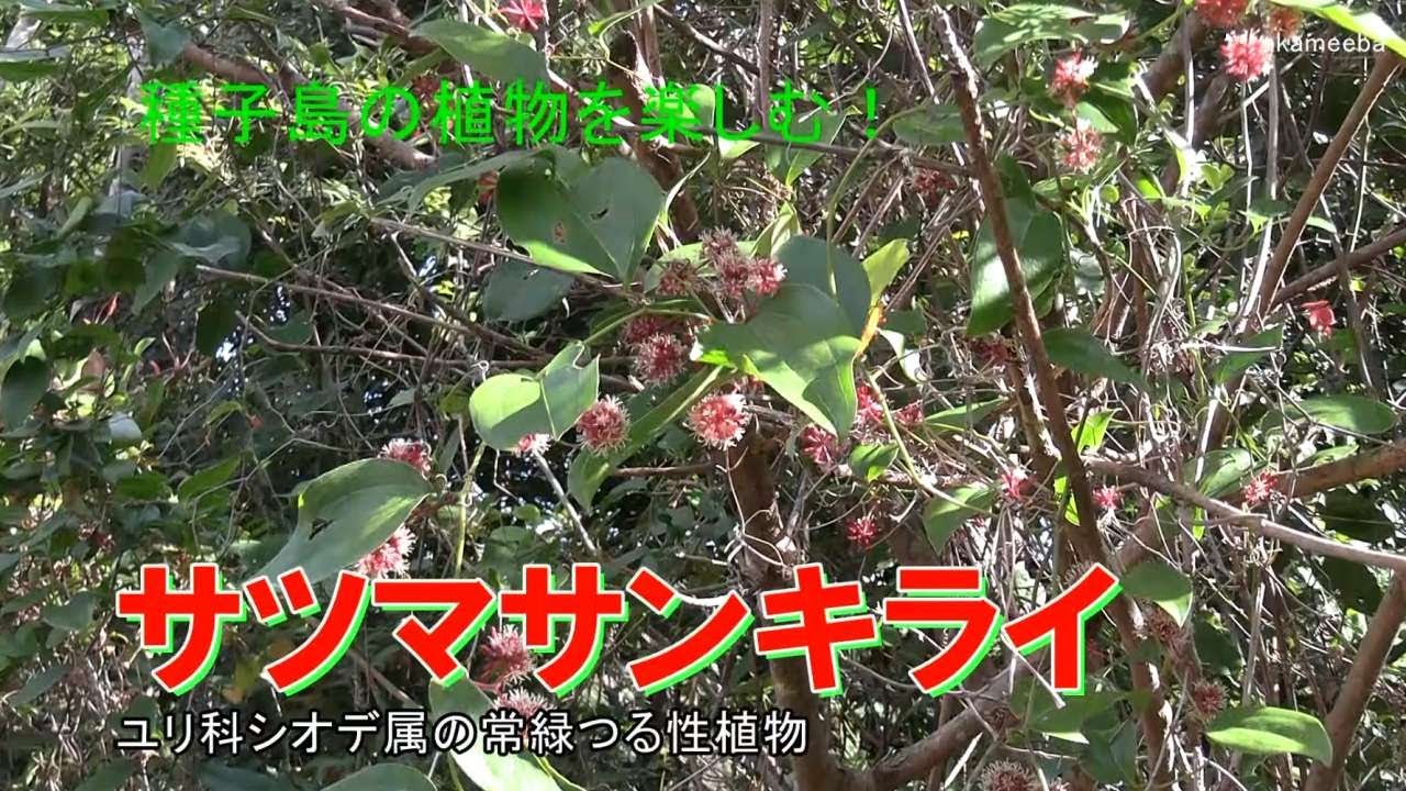 サツマサンキライ 真冬のころ茎の葉腋に花序をつけ小さい花を球形状に咲かせた開花風景と赤くねじれた葉の状況令和8年 AIナレーション案内 - 種子島の植物を楽しむ！