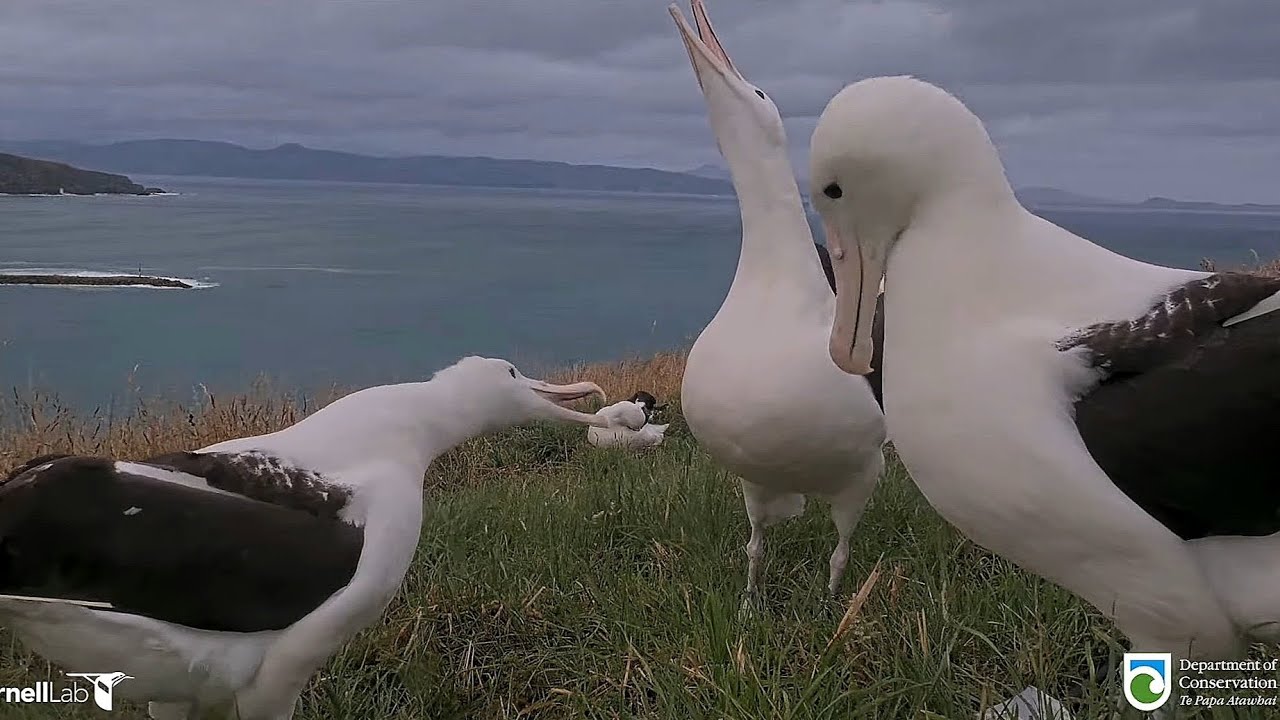 Royal Albatross - Gathering of non-breeders at Plateau 🌿