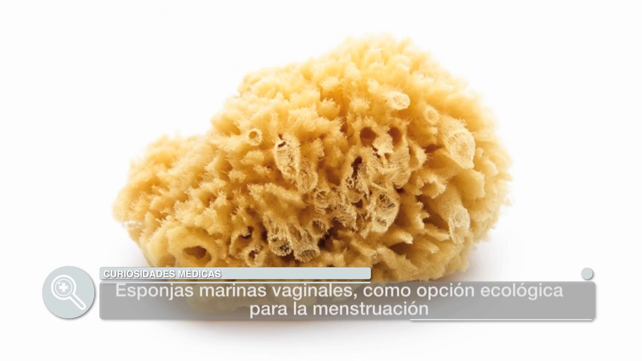 &iquest;Un tamp&oacute;n natural y ecol&oacute;gico? | Curiosidades m&eacute;dicas
