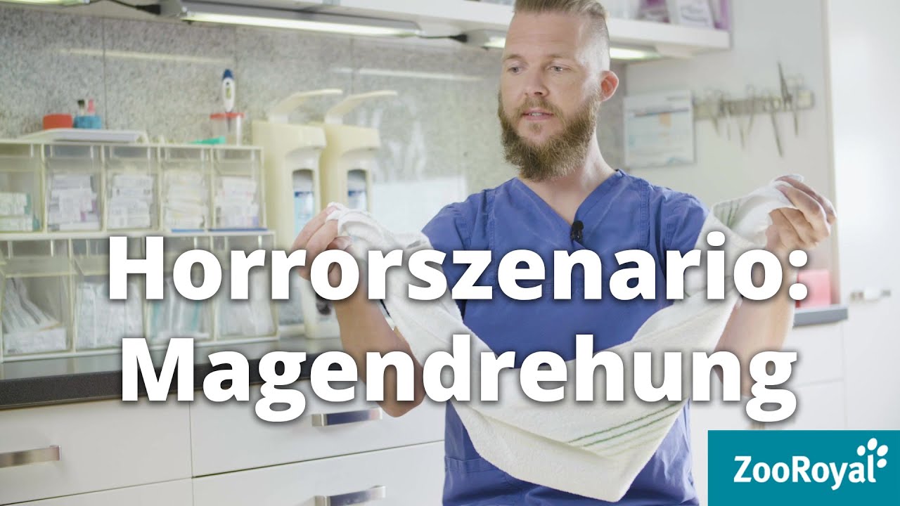 Notfall Magendrehung! | Tierarzt Tacheles mit Sebastian Goßmann-Jonigkeit | ZooRoyal