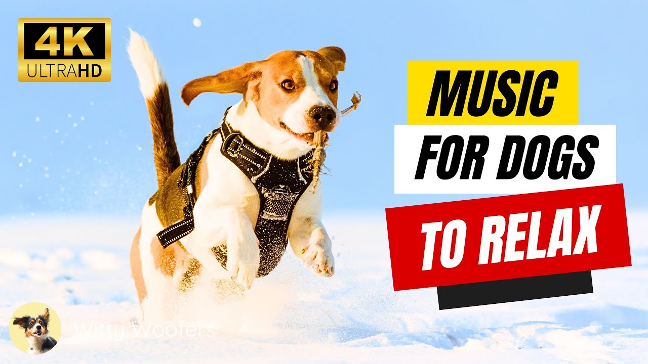 Winter Music for Dogs: Relax Your Dog with Witty Woofers ❄️