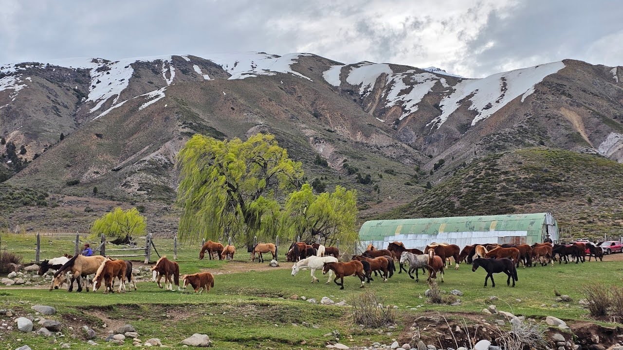 Como es un Arreo de Tropilla yeguas caballos y potrillos por la cordillera de la Regi&oacute;n del Maule