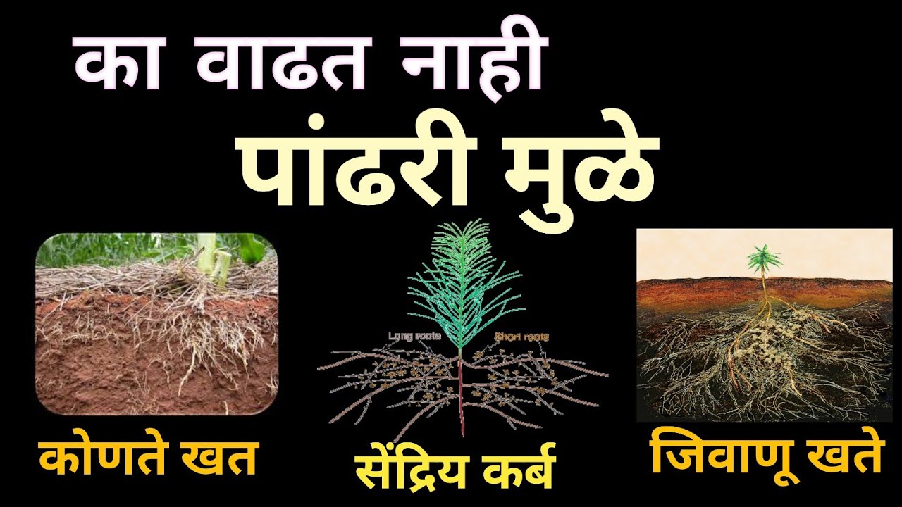का वाढत नाही पांढरी मुळे ,कारण व उपाय ll Plants White Root development