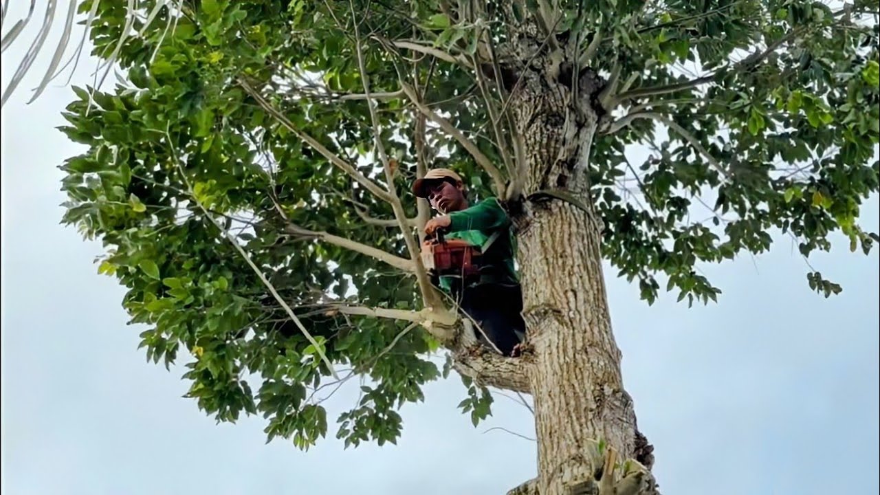 Cưa  cây  sao  gần  nhà  cho  đại  gia  ,Ở  vĩnh  hanh  .Cưa  cây  kỷ  thuật  cao