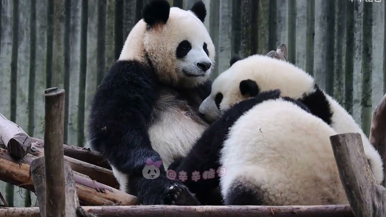 花菜园的温馨场面~园润同时奶润玥和花💕❤️ Sweet moment~YuanRun is breastfeeding HeHua & RunYue at the same time