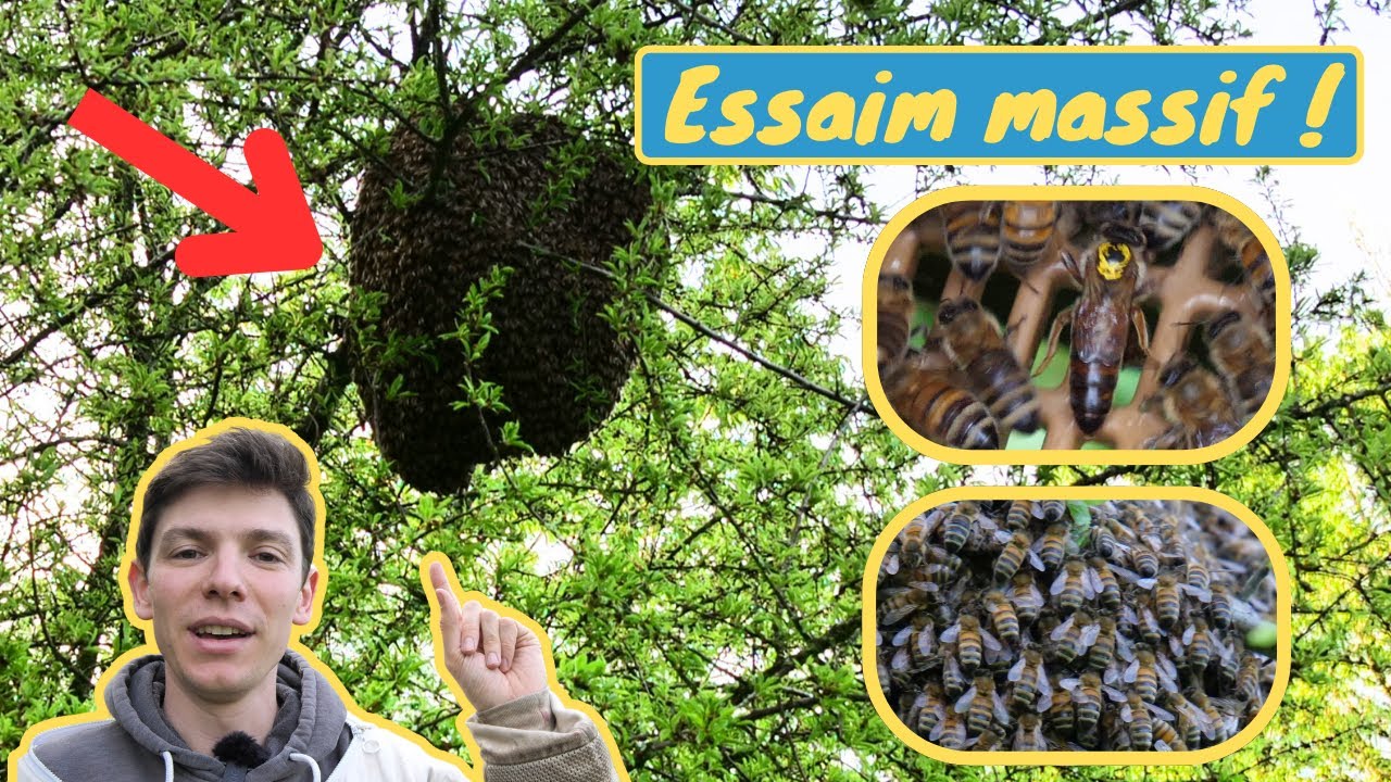 RÉCUPERATION de notre plus GROS ESSAIM de la saison - La ruche au dessus de la tête !