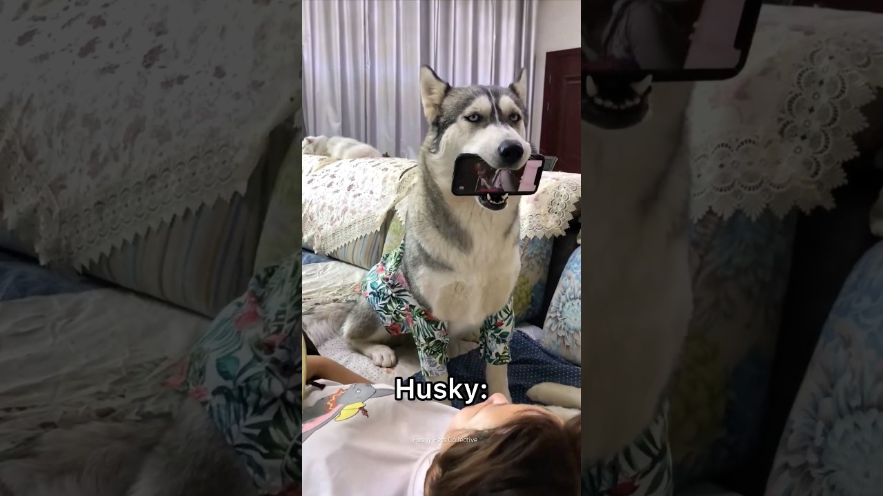 German Shepherd vs Husky🤣 Funniest Huskies | Best Videos #husky #doglovers #huskydog #shorts #dog