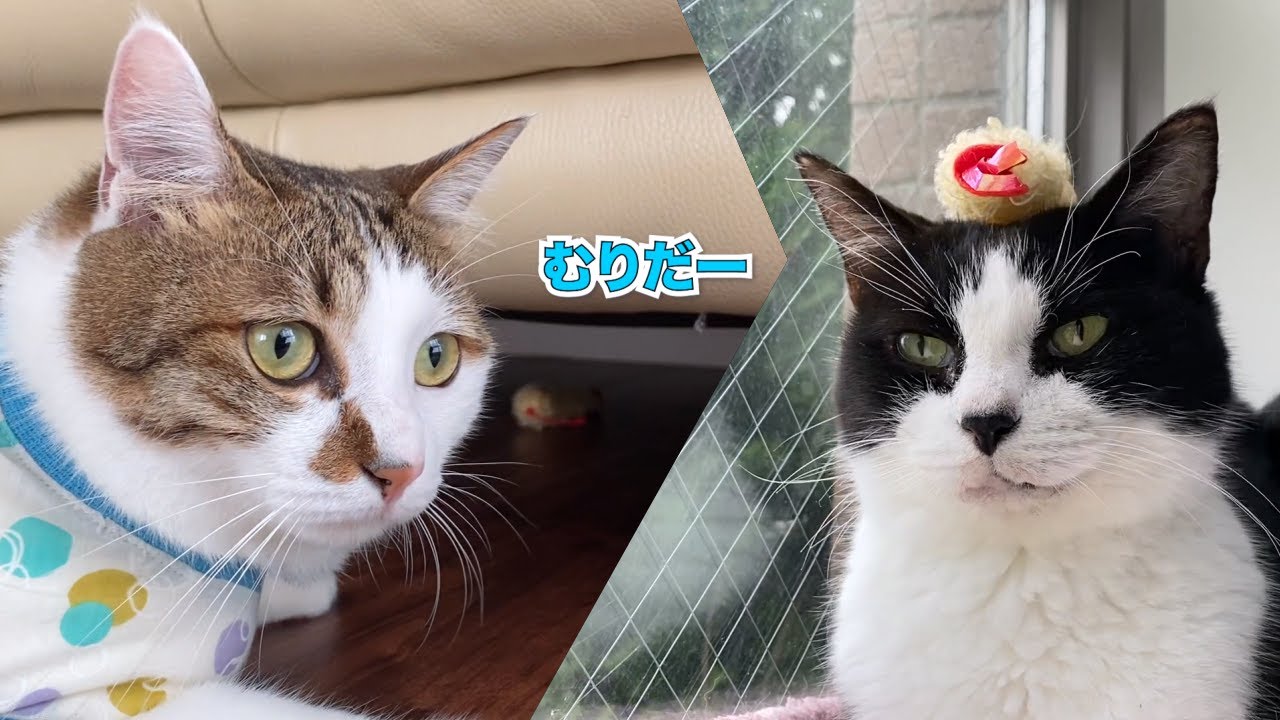 【猫のひとり遊び】エースの訓練と天むすヘアーおむすび