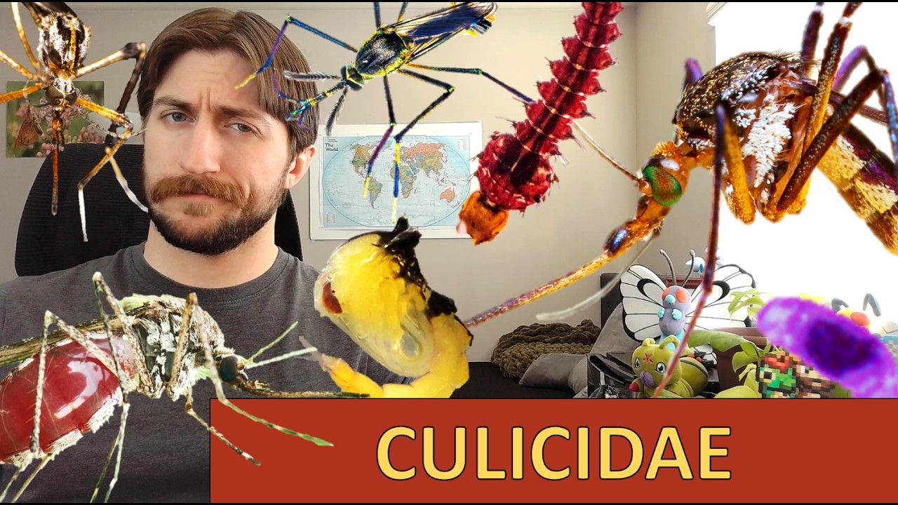 Комары семейства Culicidae: семейство комаров.