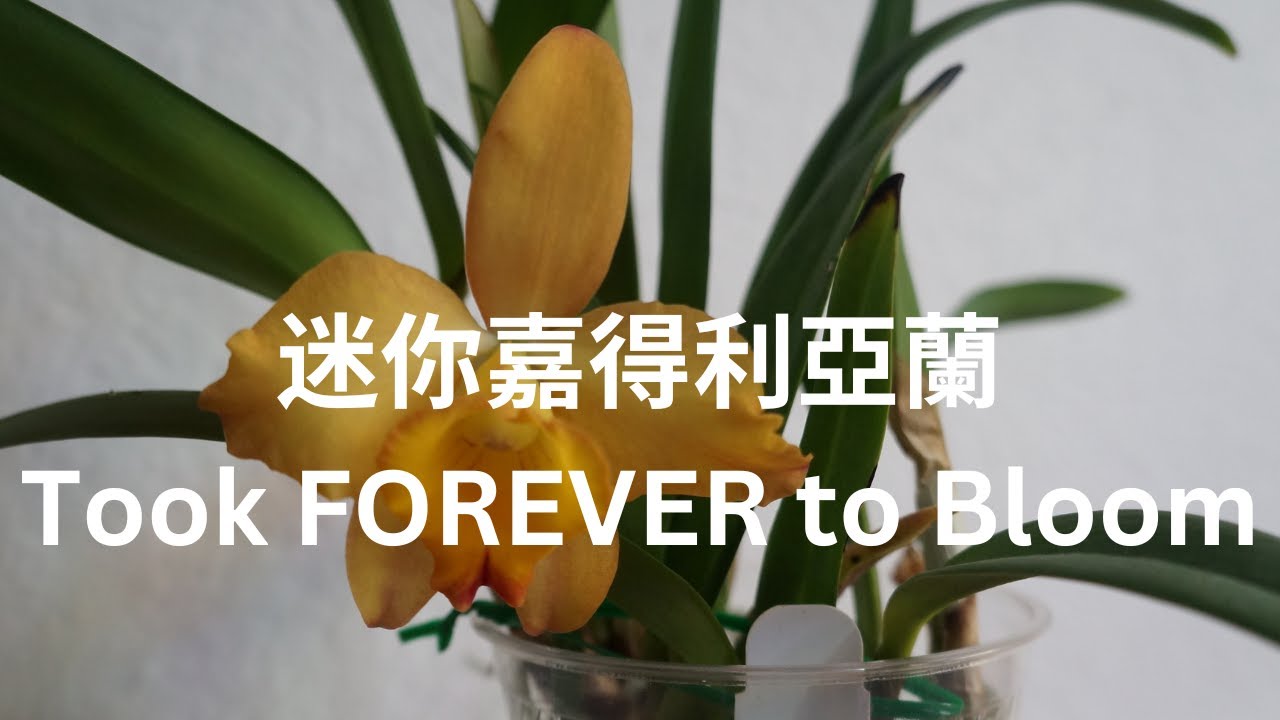[CC/字幕] 養了多年終於見到這迷你嘉得利亞蘭的廬山真面目 | 蘭花種植