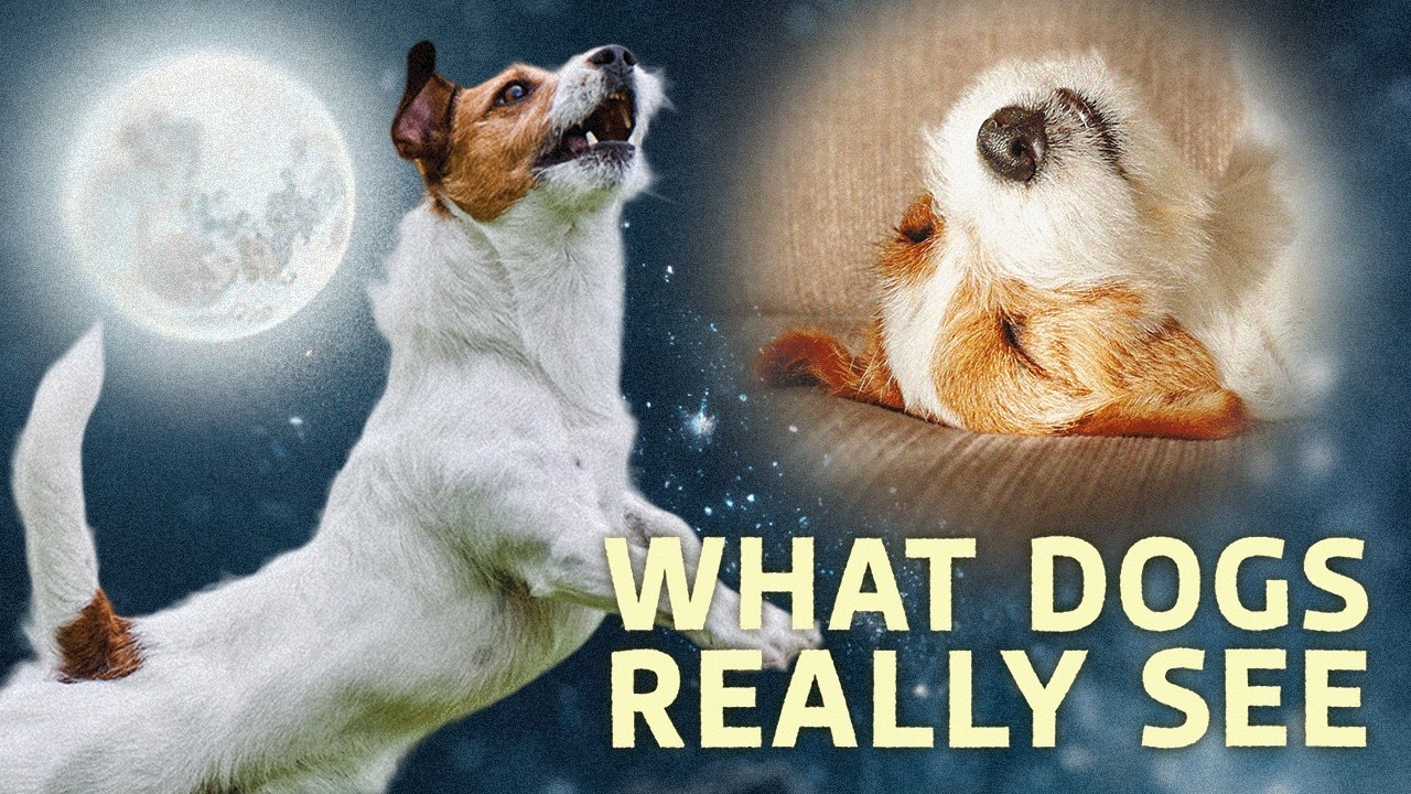 What Do Dogs Really Dream About?
