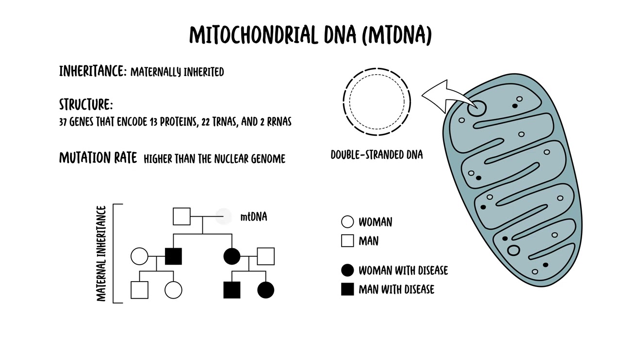 The Mitochondria