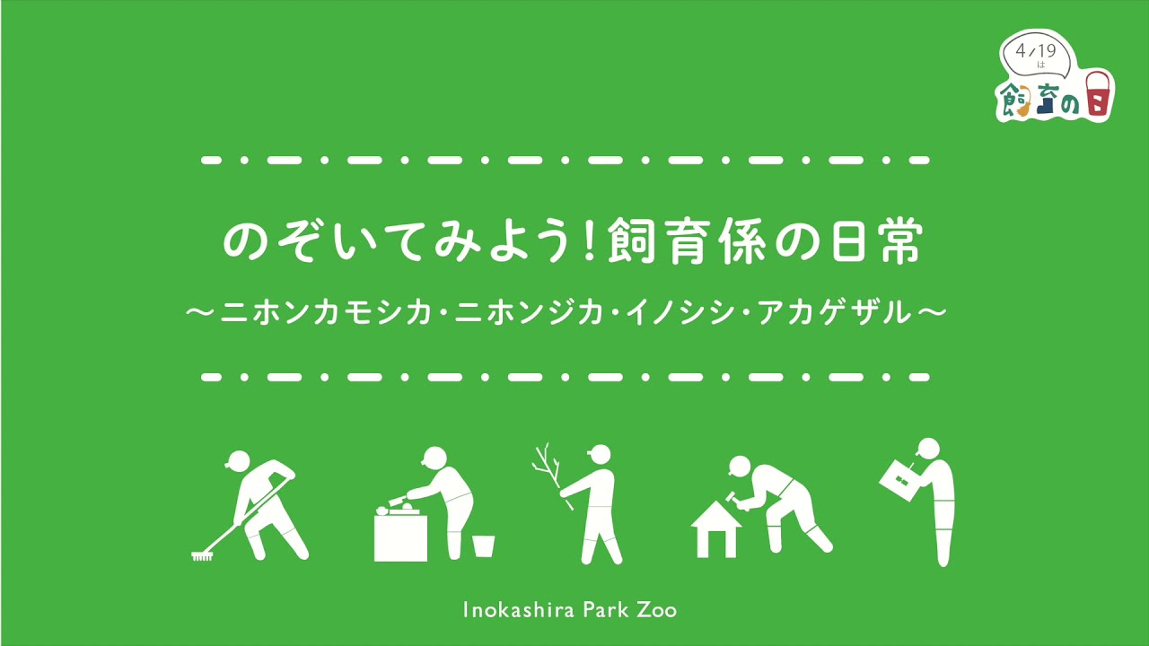 のぞいてみよう！ 飼育係の日常：ニホンカモシカ・ニホンジカ・イノシシ・アカゲザル編（飼育の日2021、井の頭自然文化園）