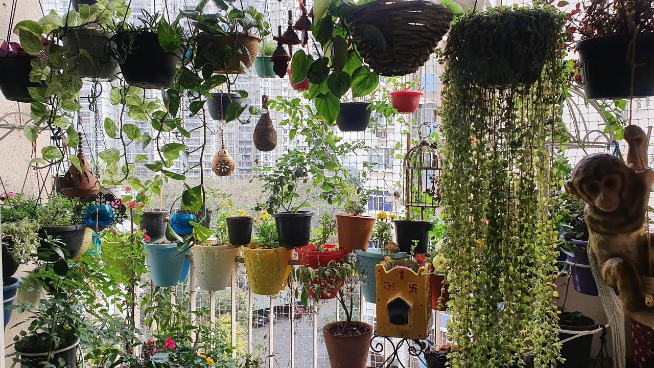 February Balcony garden Tour |Khushi's balcony garden