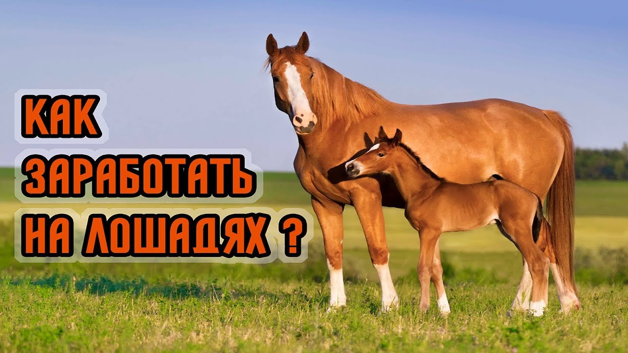 Как ВЫБРАТЬ Чистокровную Скаковую Лошадь Покупка ЖЕРЕБЕНКА и МАТКИ НА ЧТО СМОТРЕТЬ? Полное ВИДЕО!