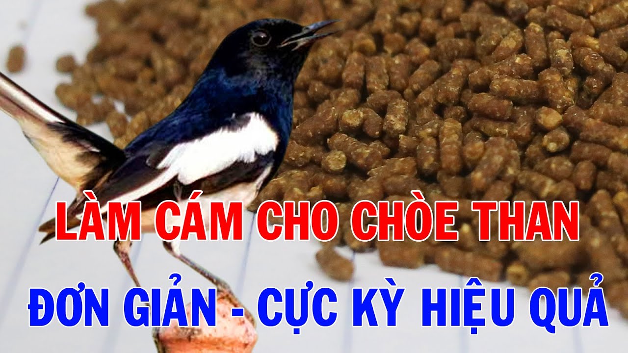 Hướng dẫn làm cám cho chòe than l hiệu quả nhất